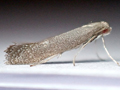 Tinagma ocnerostomella